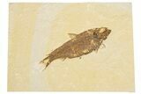 Detailed Fossil Fish (Knightia) - Wyoming #186492-1